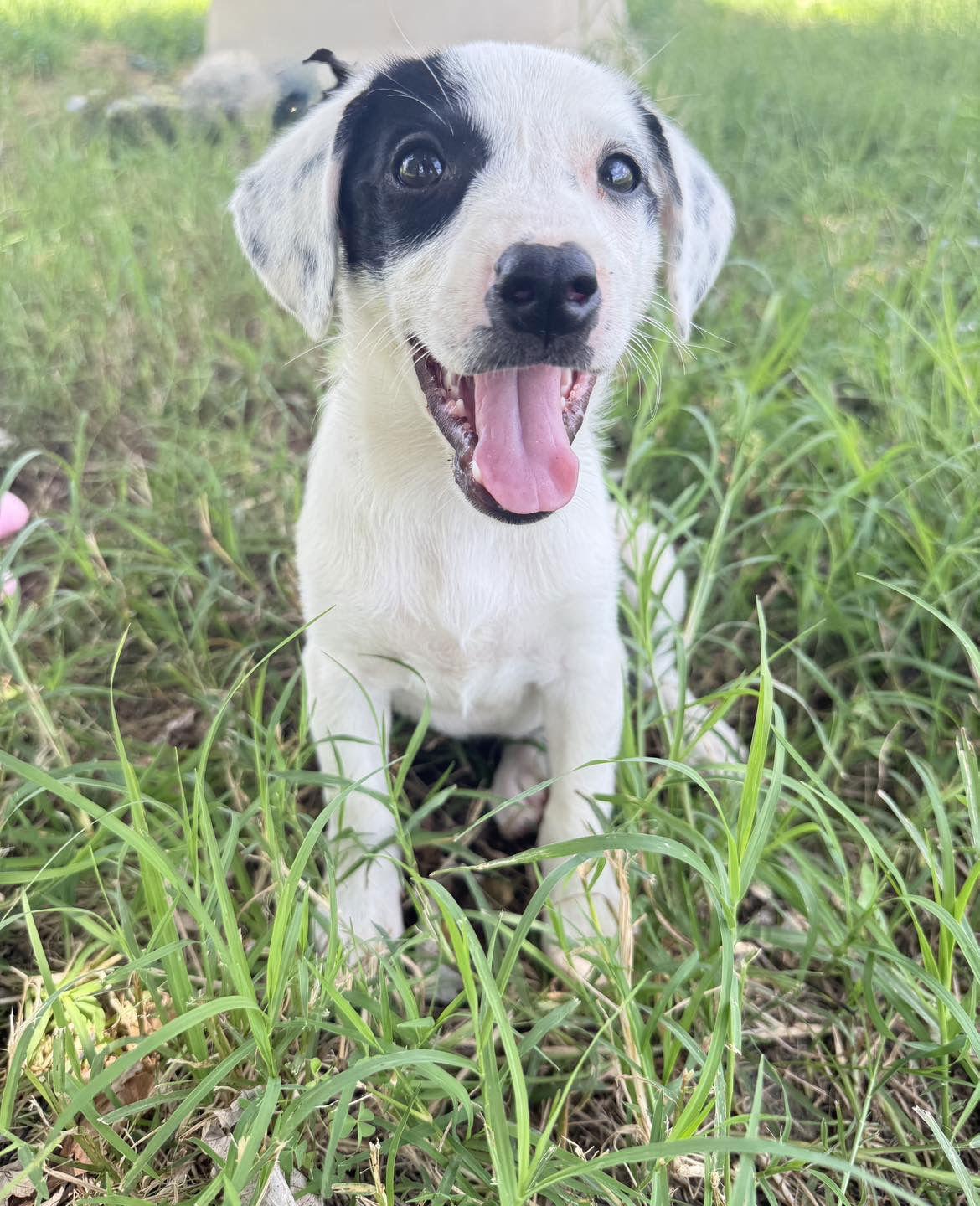 Enlarge Roxi, a Adopted Australian Shepherd in Prague, OK image 1/3