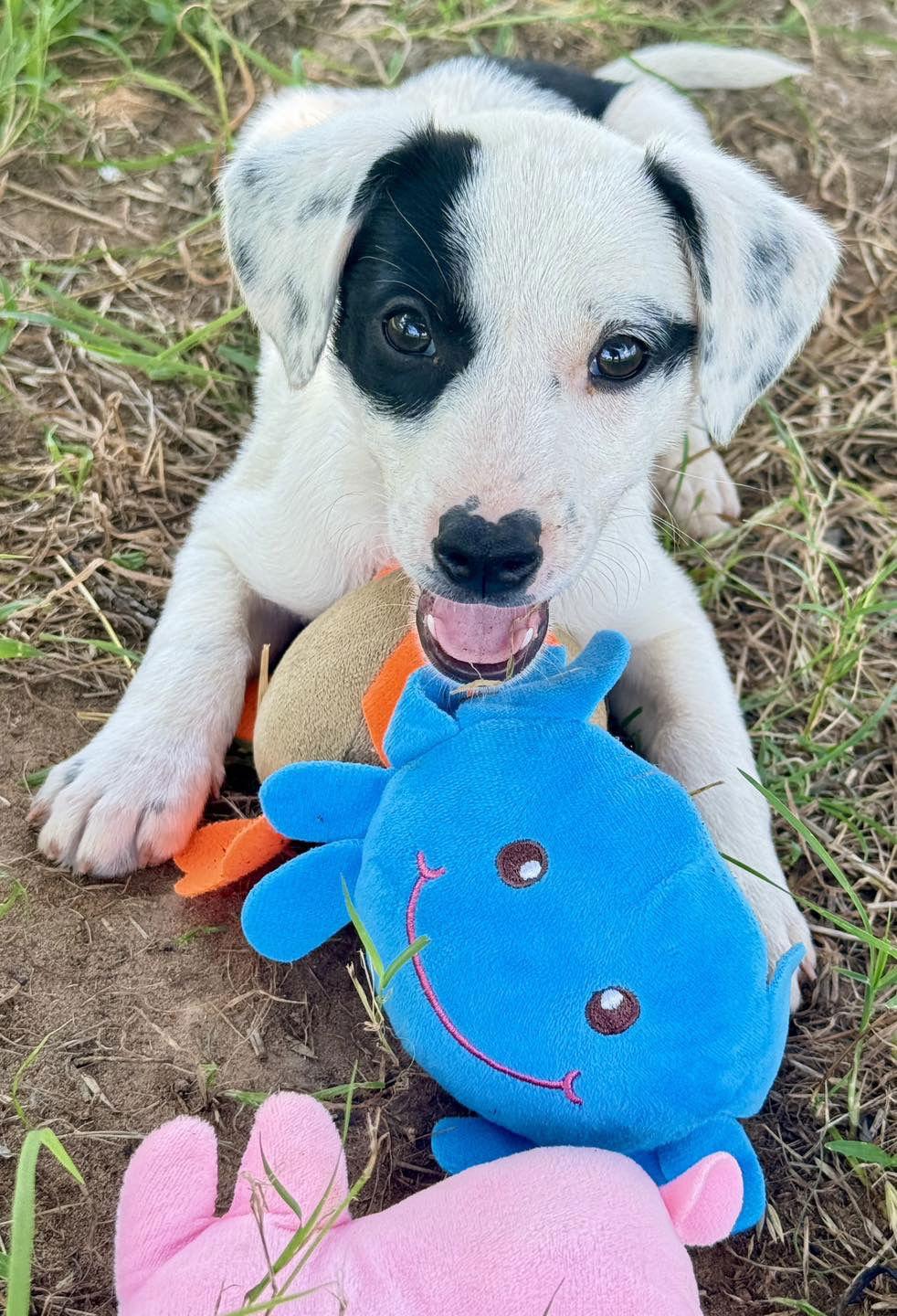 Enlarge Roxi, a Adopted Australian Shepherd in Prague, OK image 3/3