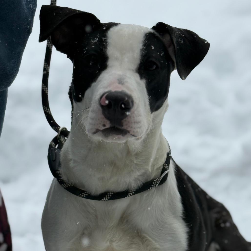 Gigi, Adoptable, Young Female Pit Bull Terrier.