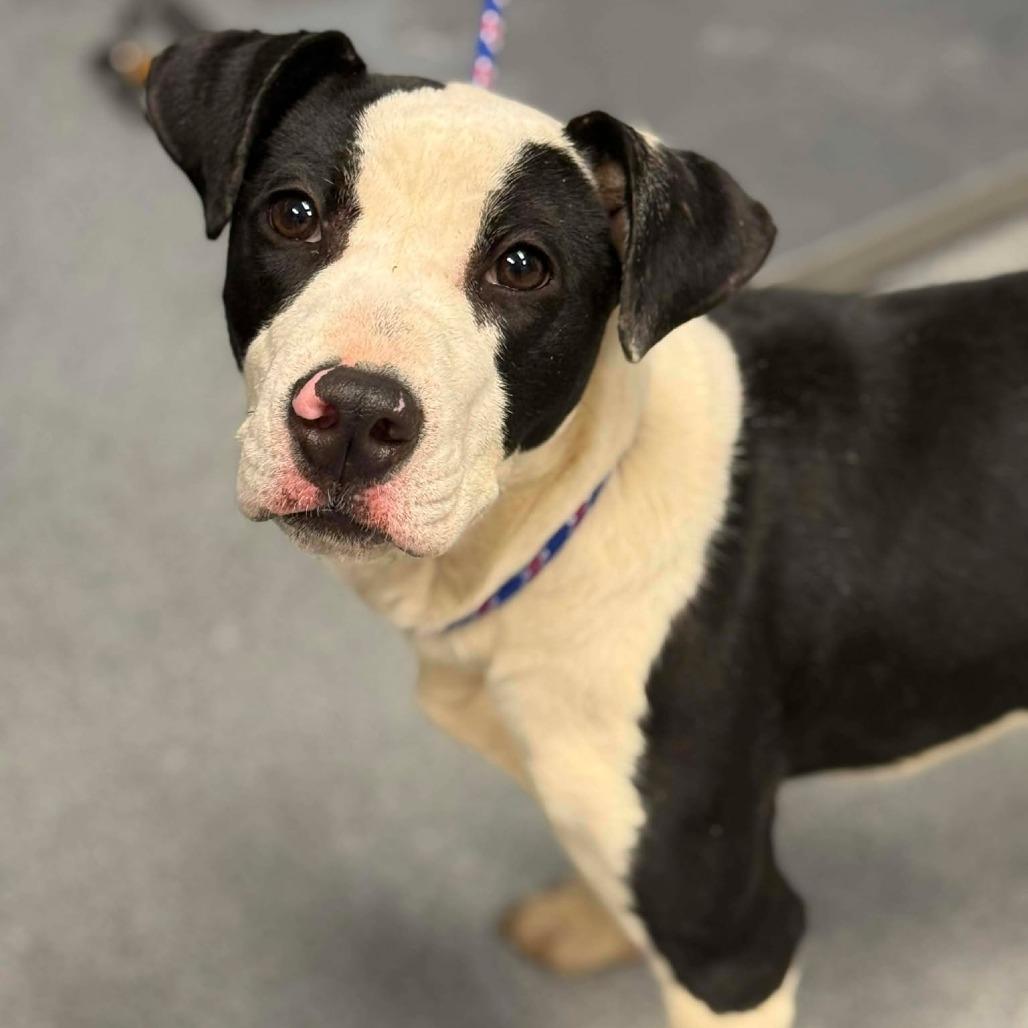 Gigi, a Adoptable Pit Bull Terrier in Martinsville, VA image 2/5