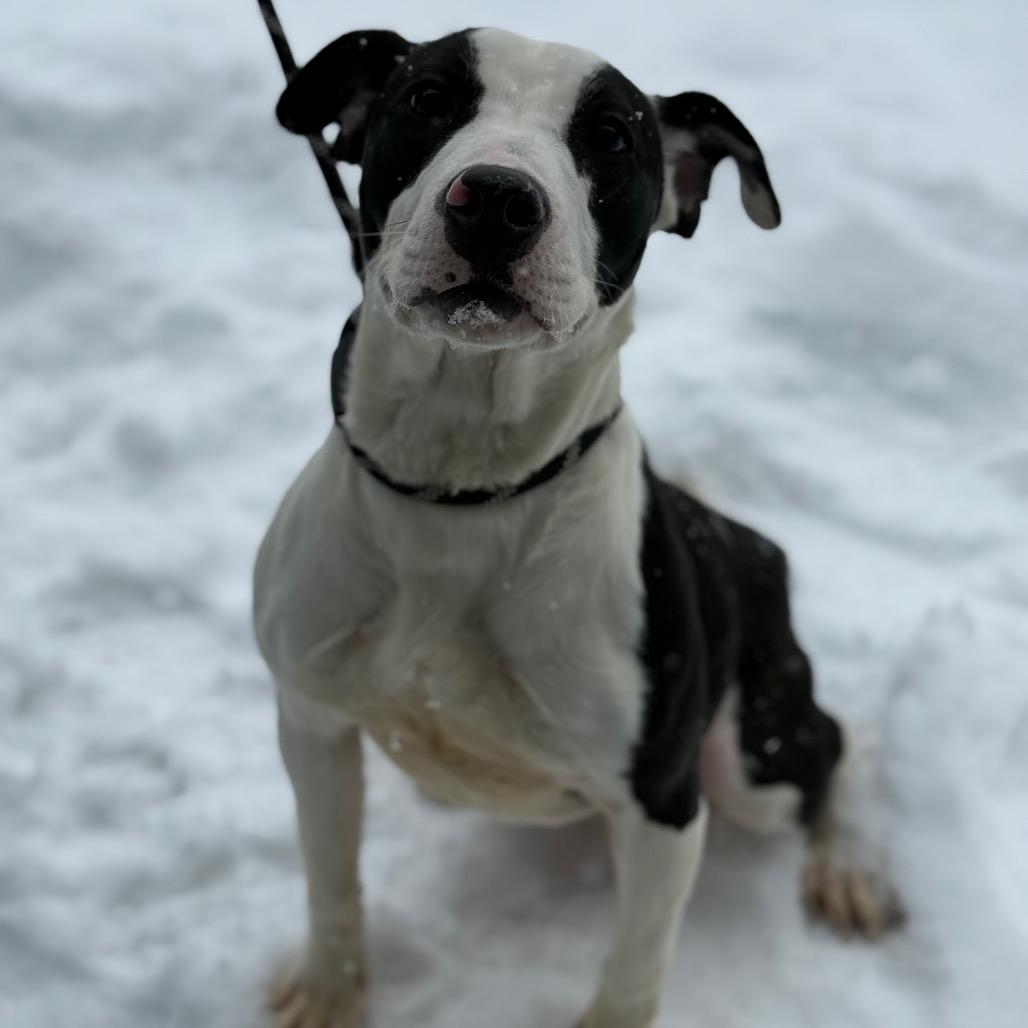 Gigi, a Adoptable Pit Bull Terrier in Martinsville, VA image 3/5