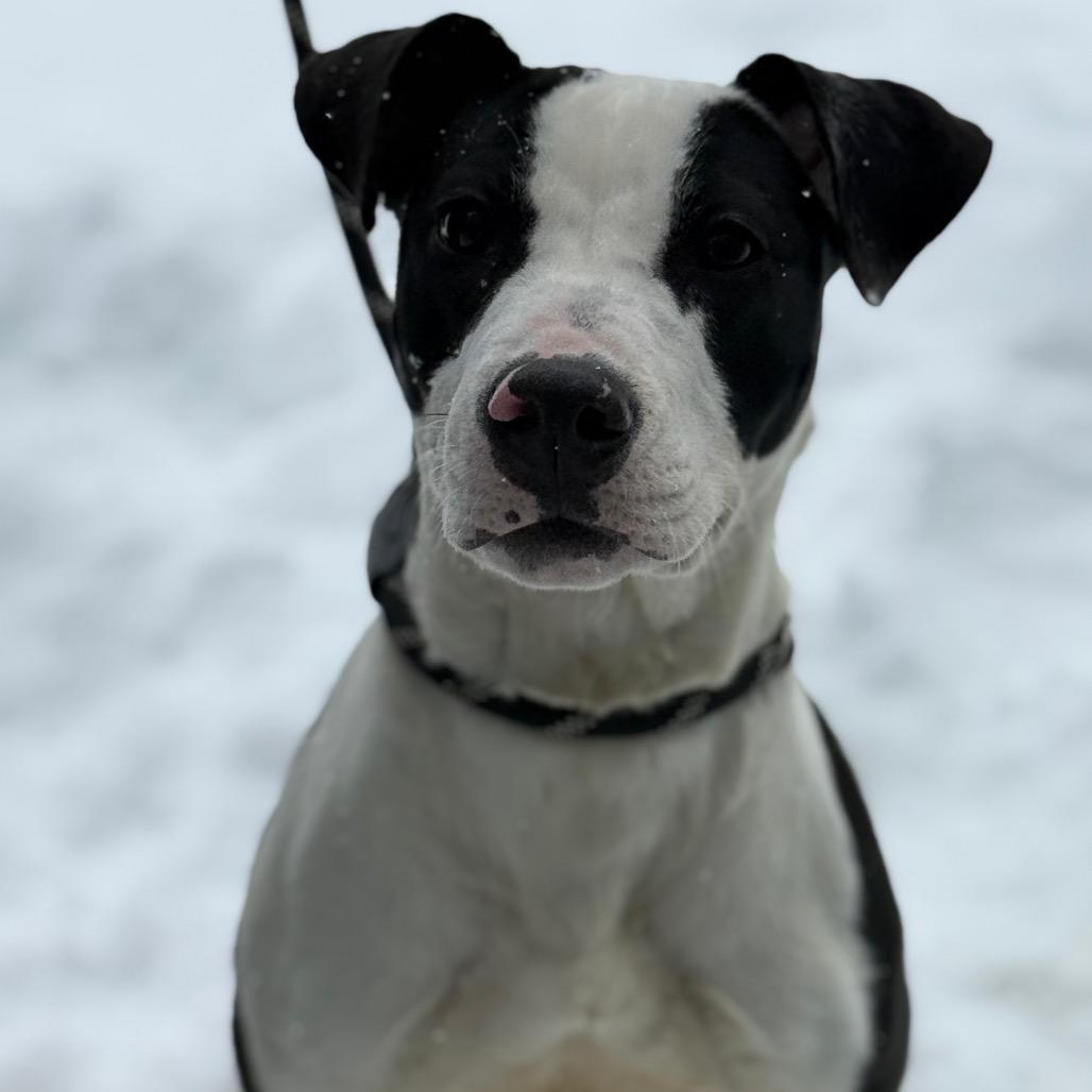 Gigi, a Adoptable Pit Bull Terrier in Martinsville, VA image 4/5