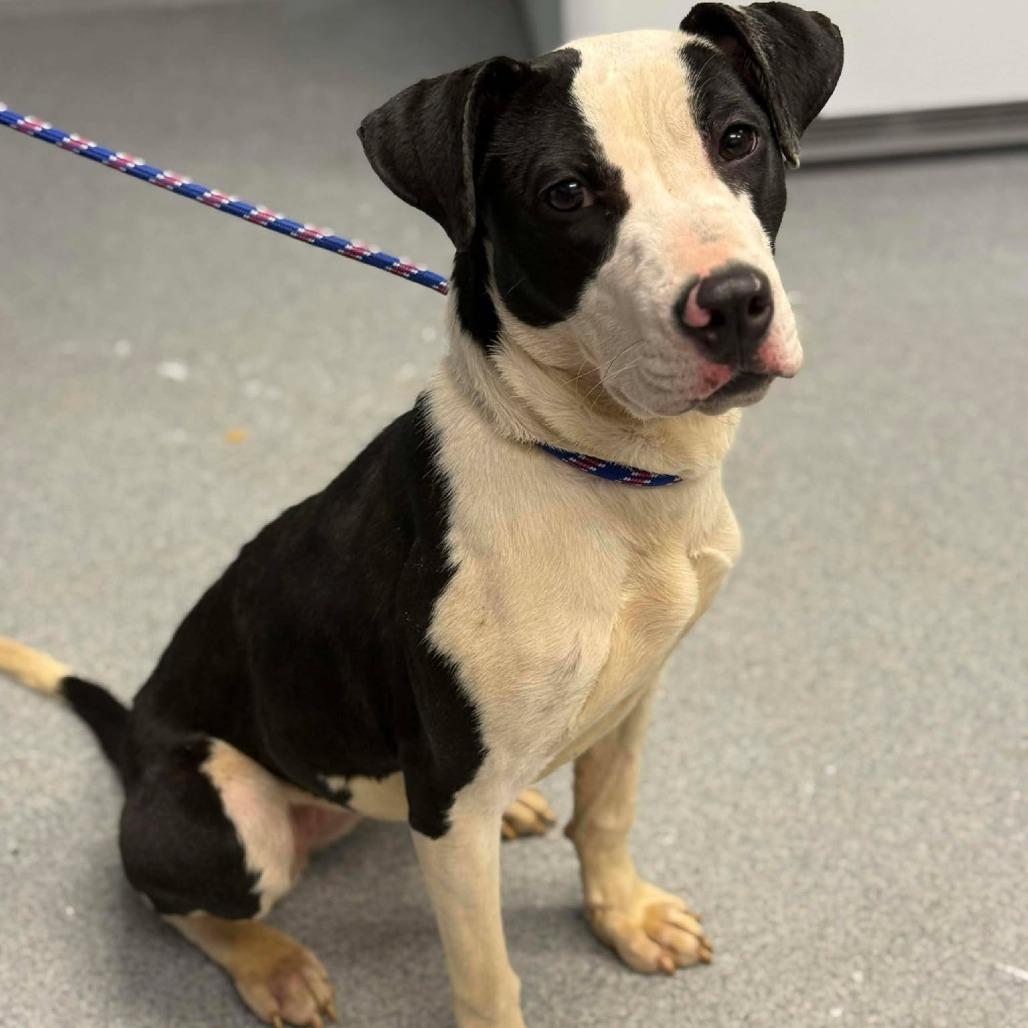 Gigi, a Adoptable Pit Bull Terrier in Martinsville, VA image 5/5