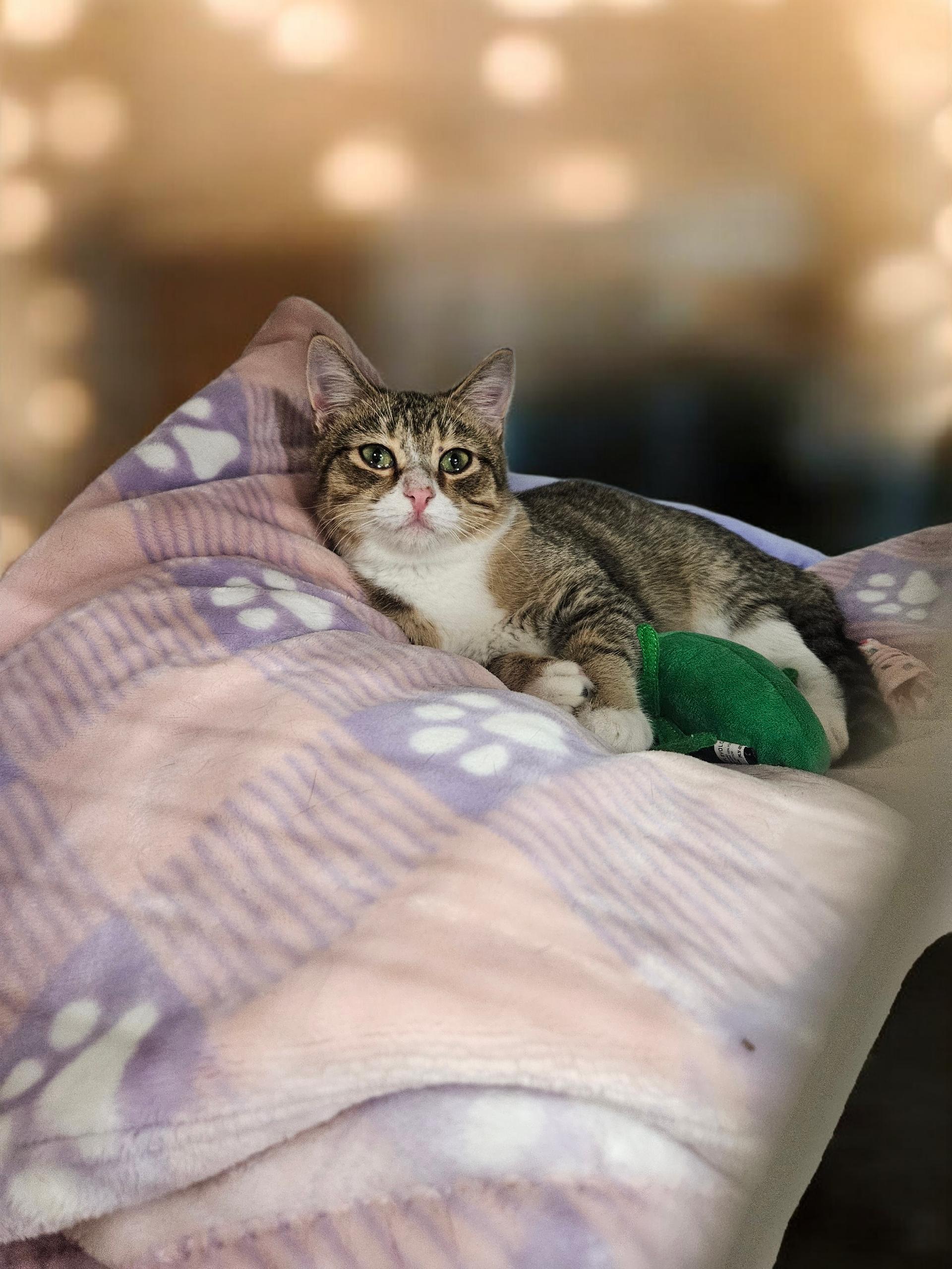 Nubia Friendly , Adoptable, Kitten Female Tabby.