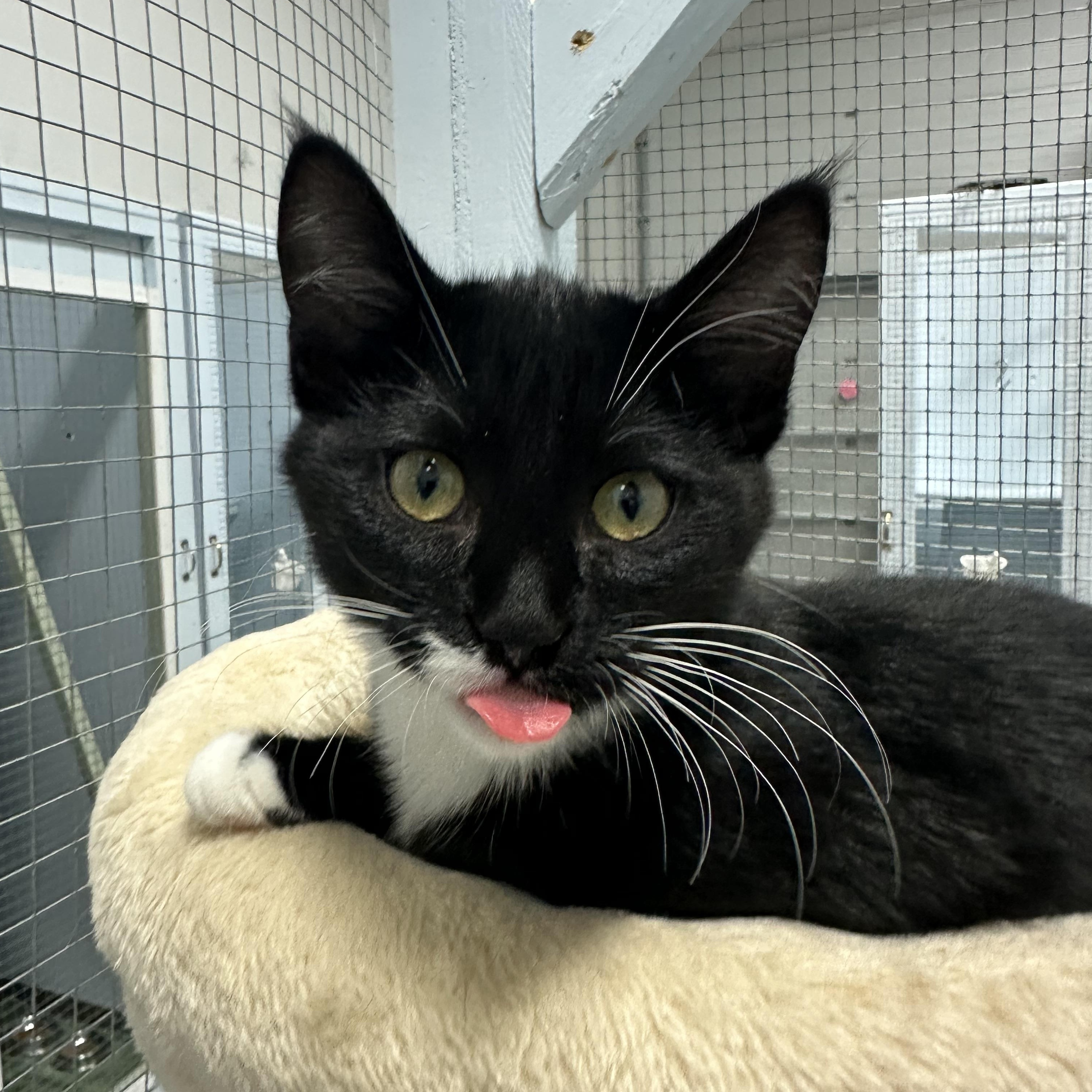 Cutie Patootie, adoptable, Kitten Female Tuxedo.