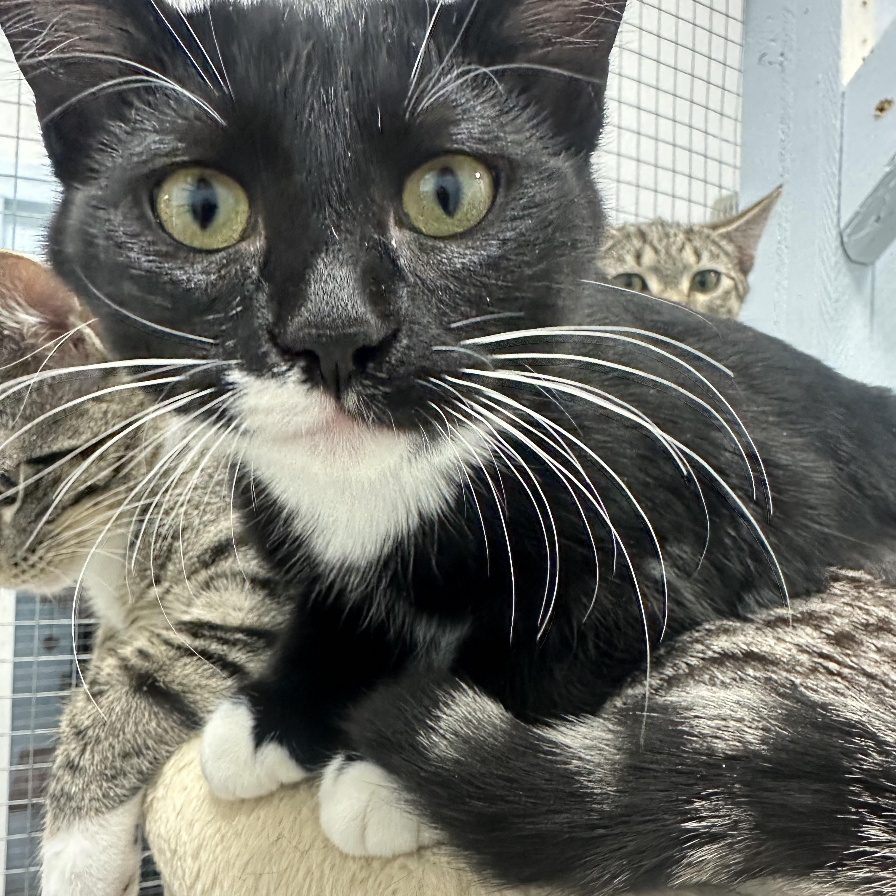 Enlarge Cutie Patootie, an adoptable Tuxedo in Mission, BC image 4/4