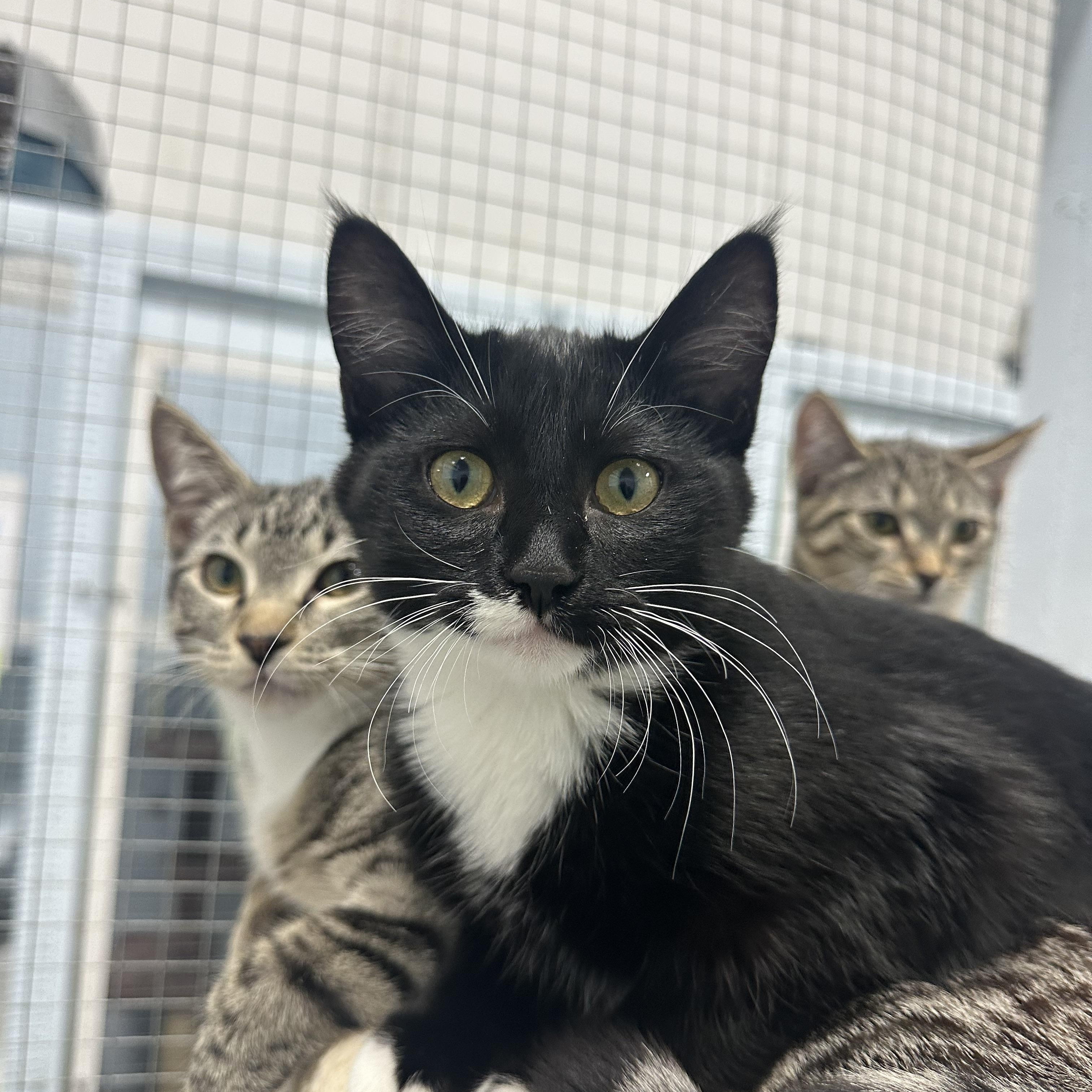 Enlarge Cutie Patootie, an adoptable Tuxedo in Mission, BC image 2/4