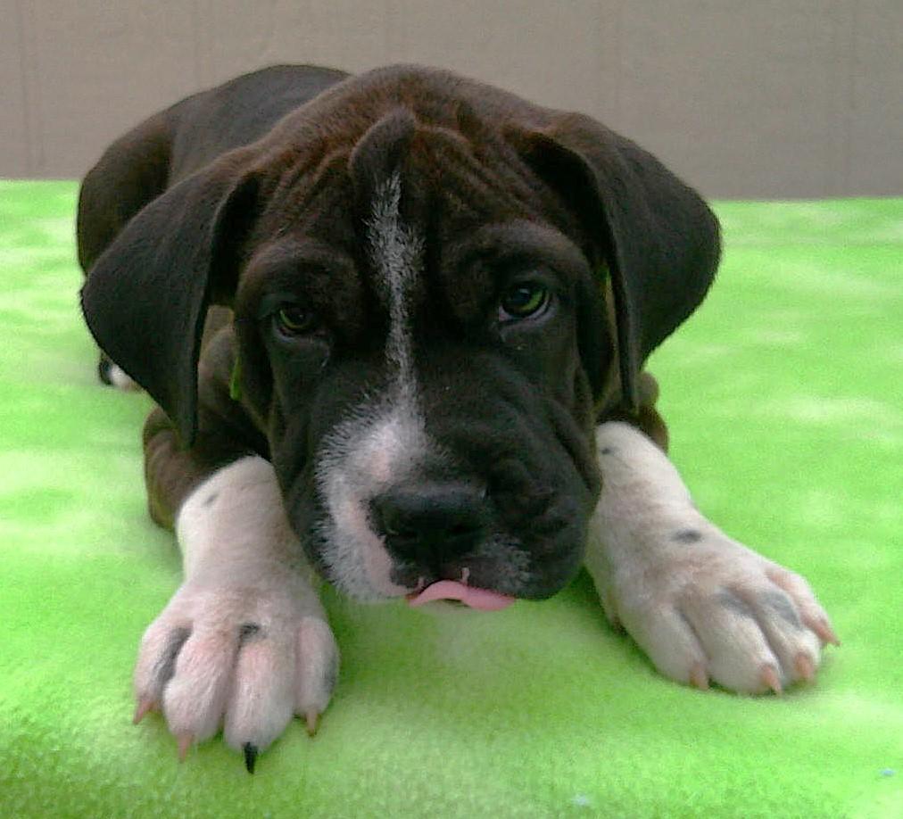 ADOPTION EVENT Sat Dec 20th 2-4pm Tractor Supply Martin Way, Olympia, Adoptable, Young Female Mixed Breed.