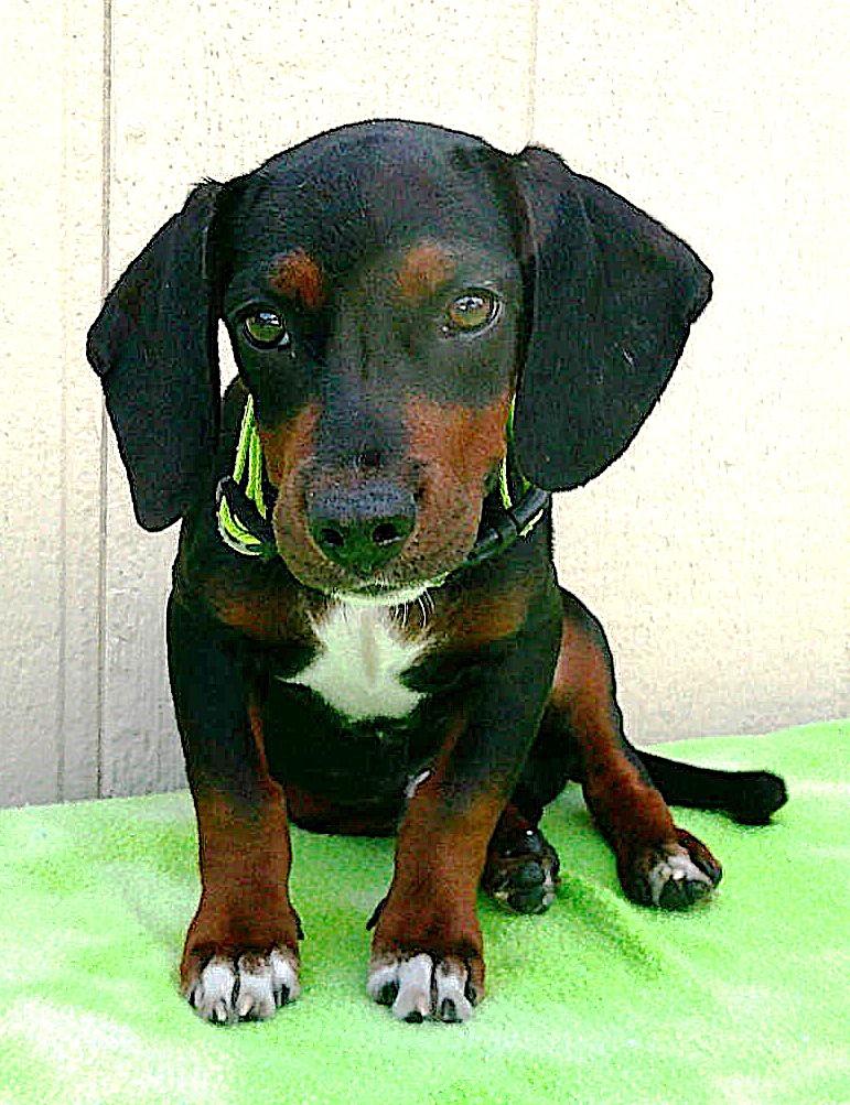 ADOPTION EVENT next one is Sun Aug 10th, The Pet Works Olympia, 1130am
