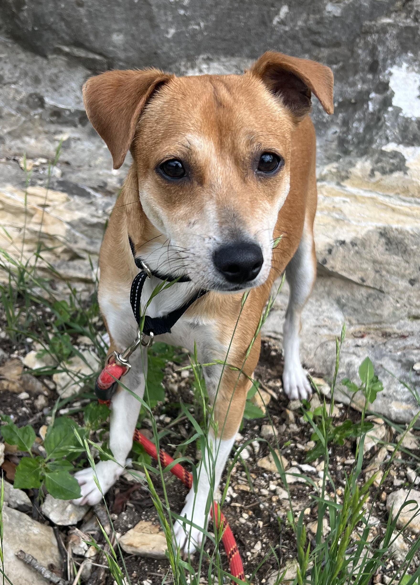 ADOPTION EVENT Sat May 30th 2pm Tractor Supply, Martin Way, Olympia, WA, a Adoptable Mixed Breed in Olympia, WA image 4/4