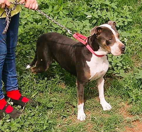 ADOPTION EVENT next one is Sun Aug 10th, The Pet Works Olympia, 1130am Photo