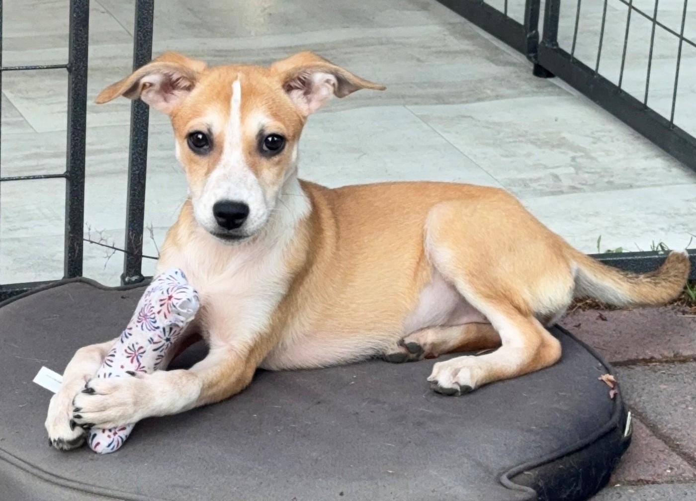 Enlarge ADOPTION EVENT Sunday Aug 9th The Pet Works, Olympia, WA 1130 am, a Adoptable Mixed Breed in Olympia, WA image 2/6
