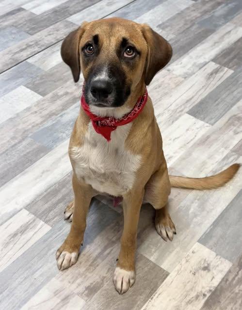 ADOPTION EVENT next one is Sun Aug 10th, The Pet Works Olympia, 1130am Photo