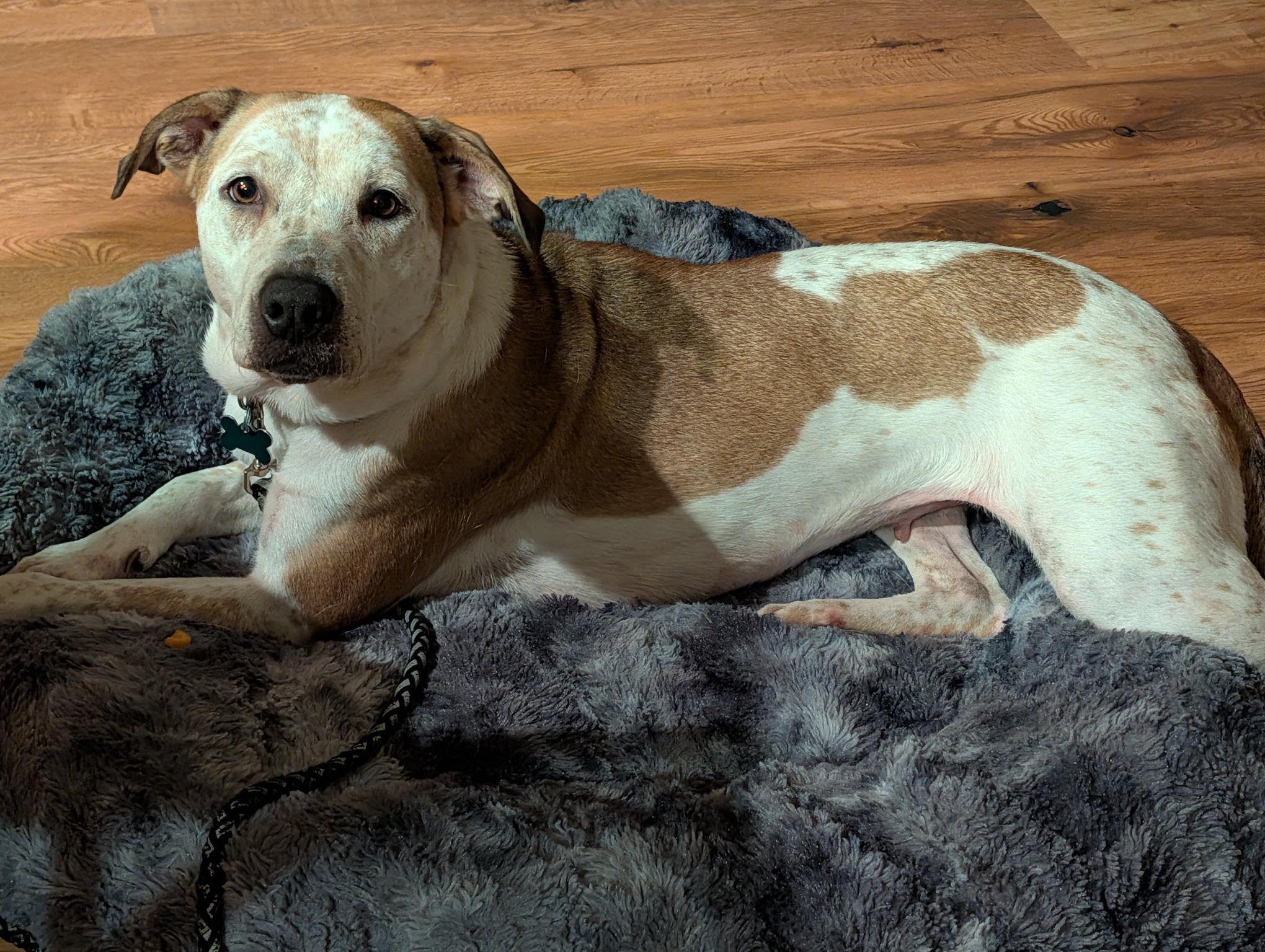 Enlarge ADOPTION EVENT Sunday Aug 9th The Pet Works, Olympia, WA 1130 am, a Adoptable Mixed Breed in Olympia, WA image 5/6