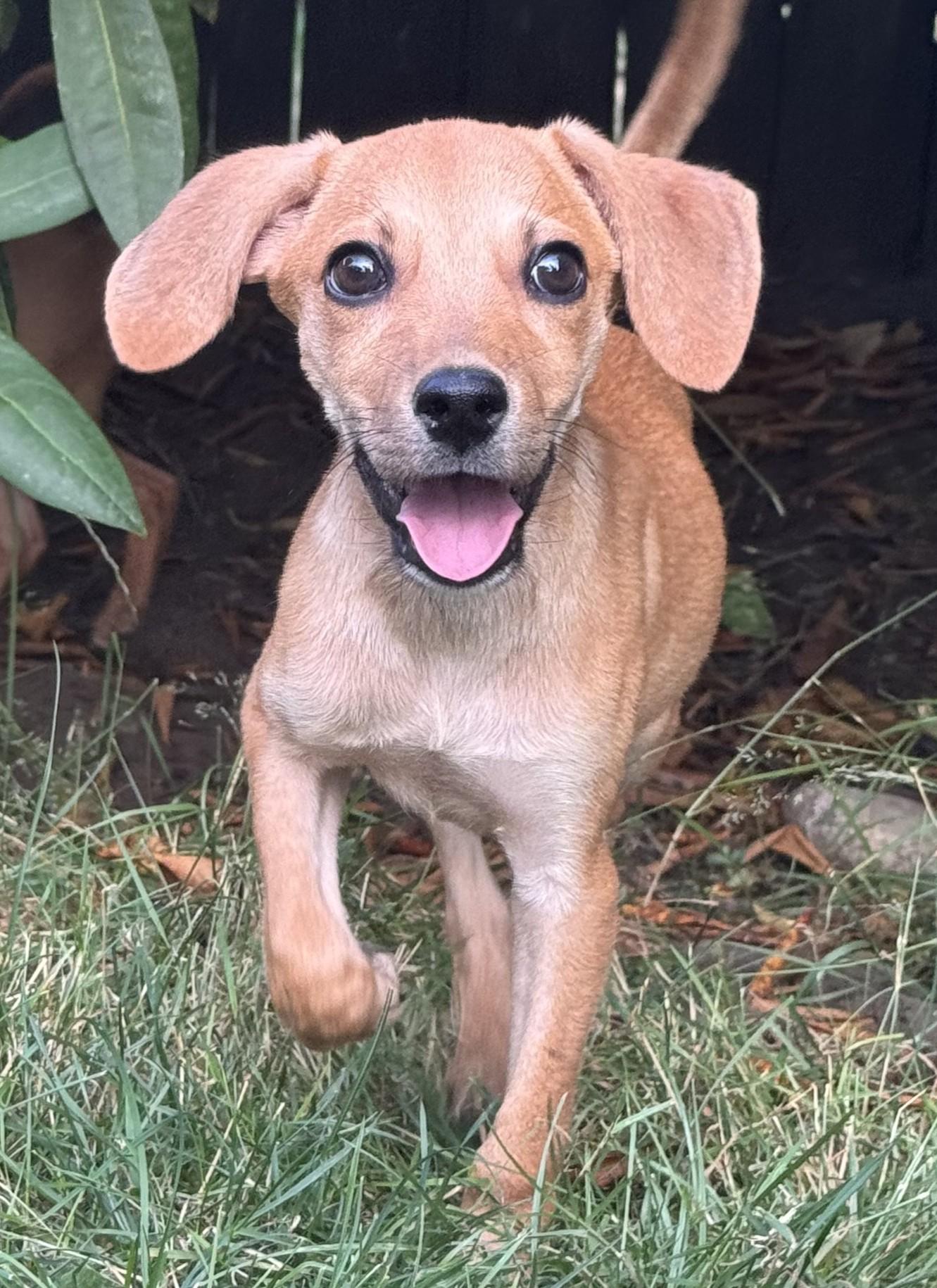 Enlarge ADOPTION EVENT Sunday Aug 9th The Pet Works, Olympia, WA 1130 am, a Adoptable Mixed Breed in Olympia, WA image 1/6
