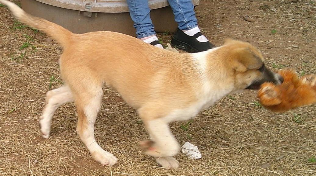 Enlarge ADOPTION EVENT Sunday Aug 9th The Pet Works, Olympia, WA 1130 am, a Adoptable Mixed Breed in Olympia, WA image 3/6