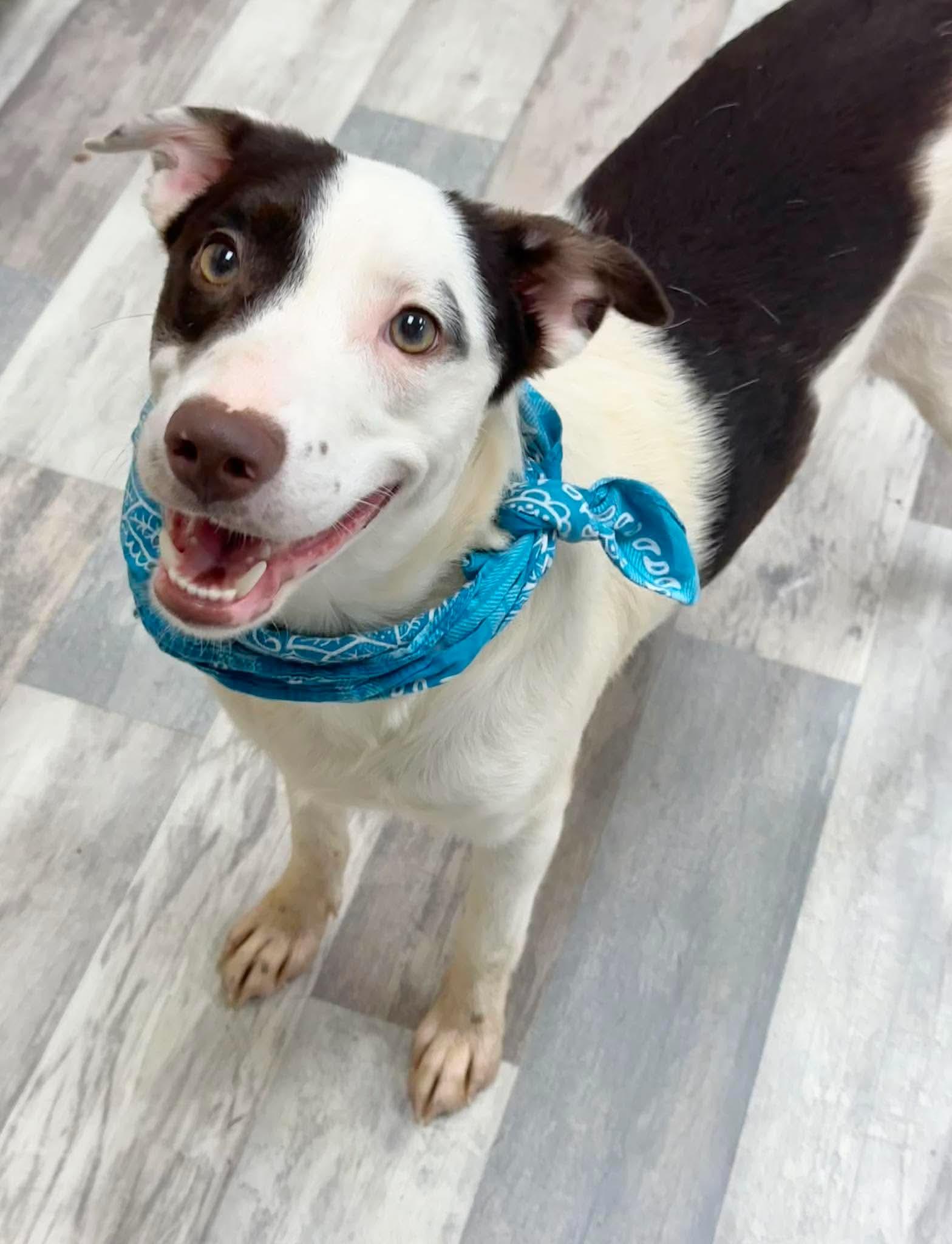 Enlarge ADOPTION EVENT Sunday Sept 13th, 1130 am The Pet Works, Olympia, WA, a Adoptable Mixed Breed in Olympia, WA image 3/5