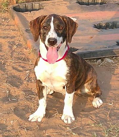 ADOPTION EVENT Sunday Jan 11th 1130am Pet Works Olympia, WA, Adoptable, Young Female Mixed Breed.