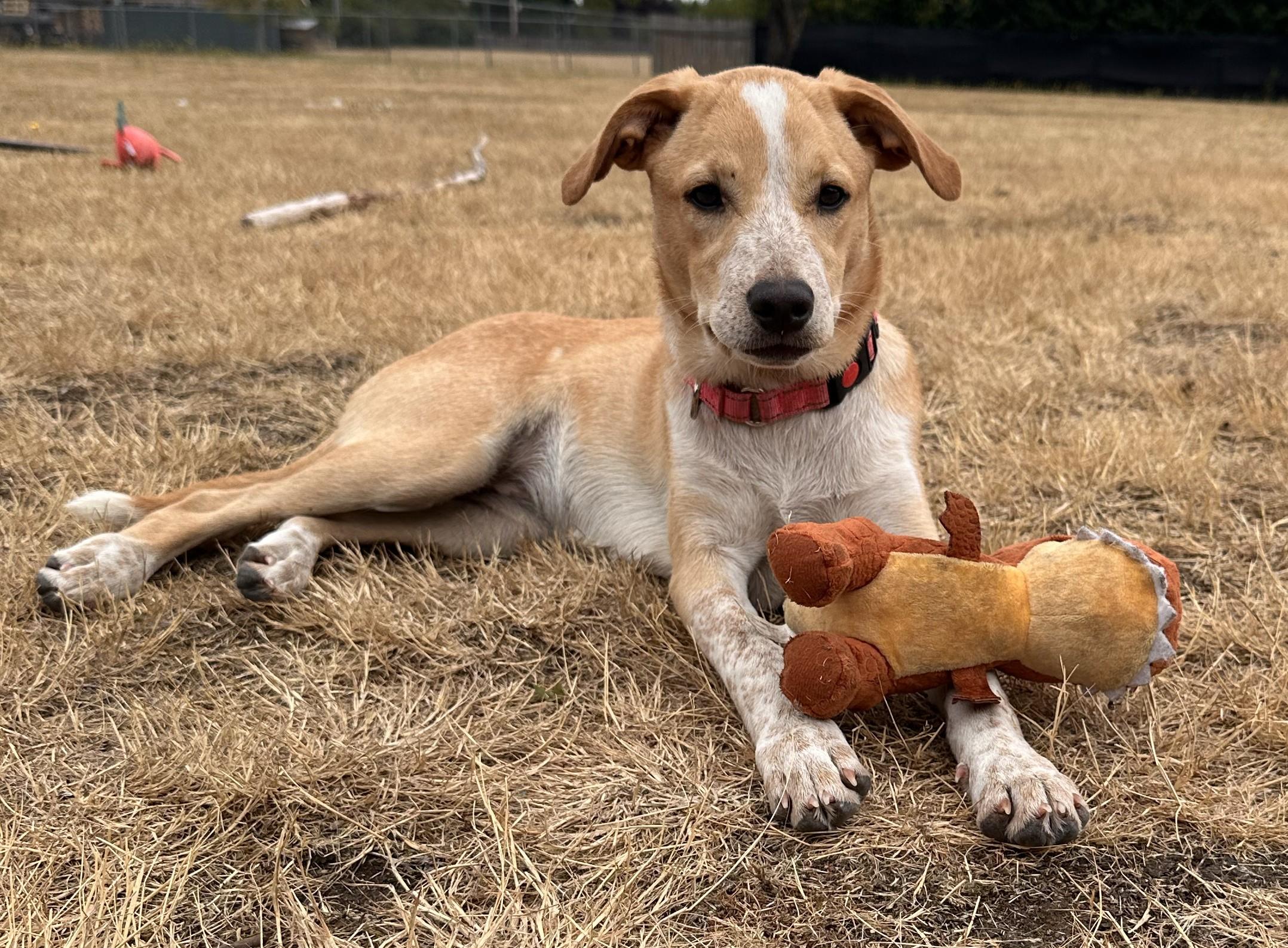 Enlarge ADOPTION EVENT Sunday Aug 9th The Pet Works, Olympia, WA 1130 am, a Adoptable Mixed Breed in Olympia, WA image 6/6