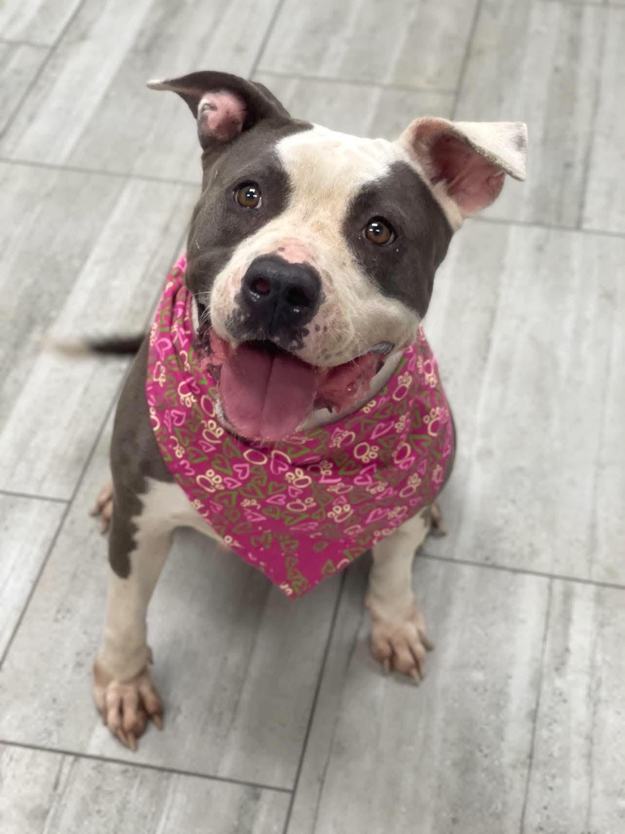 Enlarge ADOPTION EVENT Sunday November 8th, 1130 am The Pet Works, Olympia, WA, a Adoptable Mixed Breed in Olympia, WA image 4/6