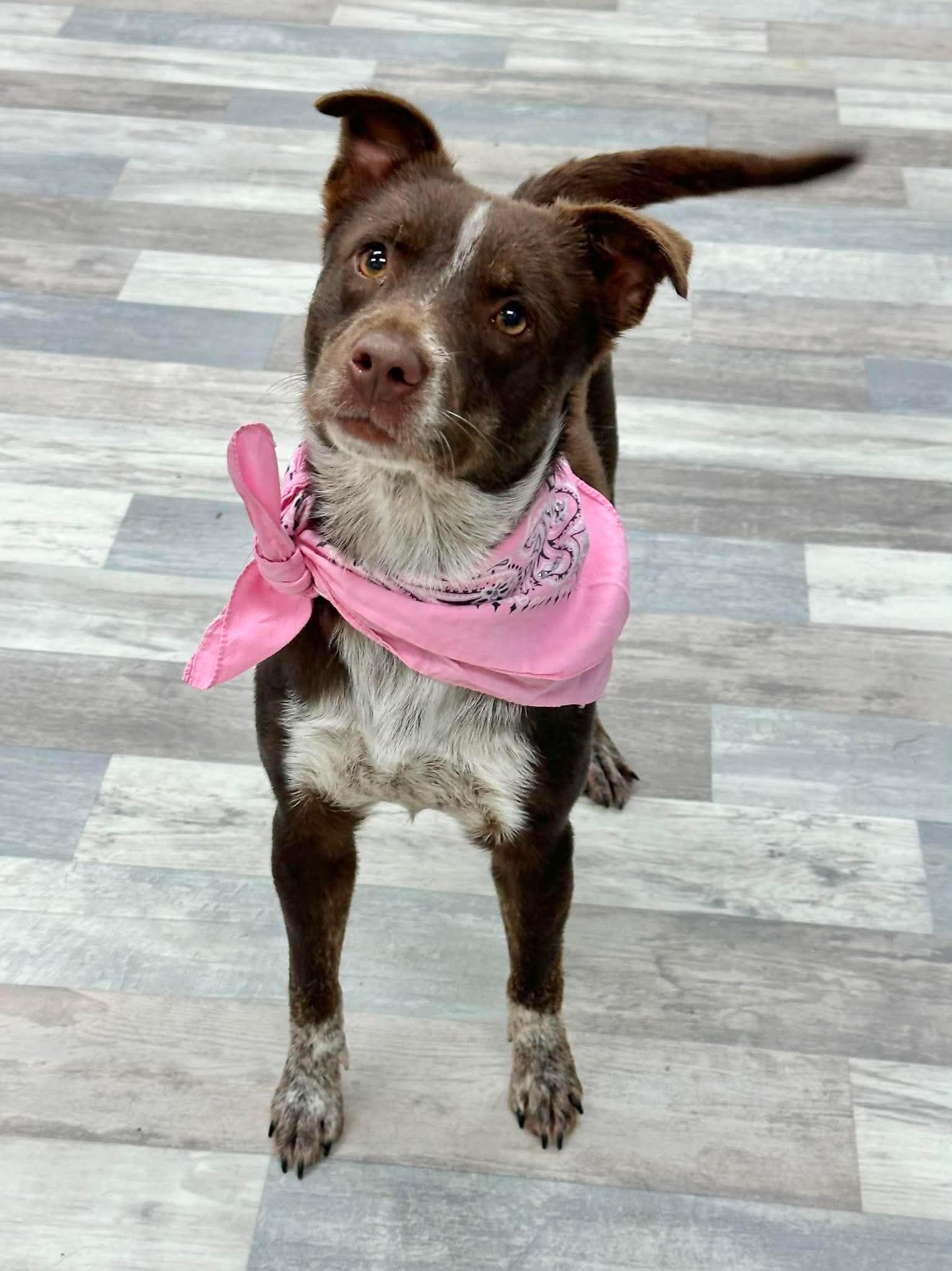 ADOPTION EVENT Sunday June 14th The Pet Works, Olympia, WA 1130 am, a Adoptable Mixed Breed in Olympia, WA image 6/6