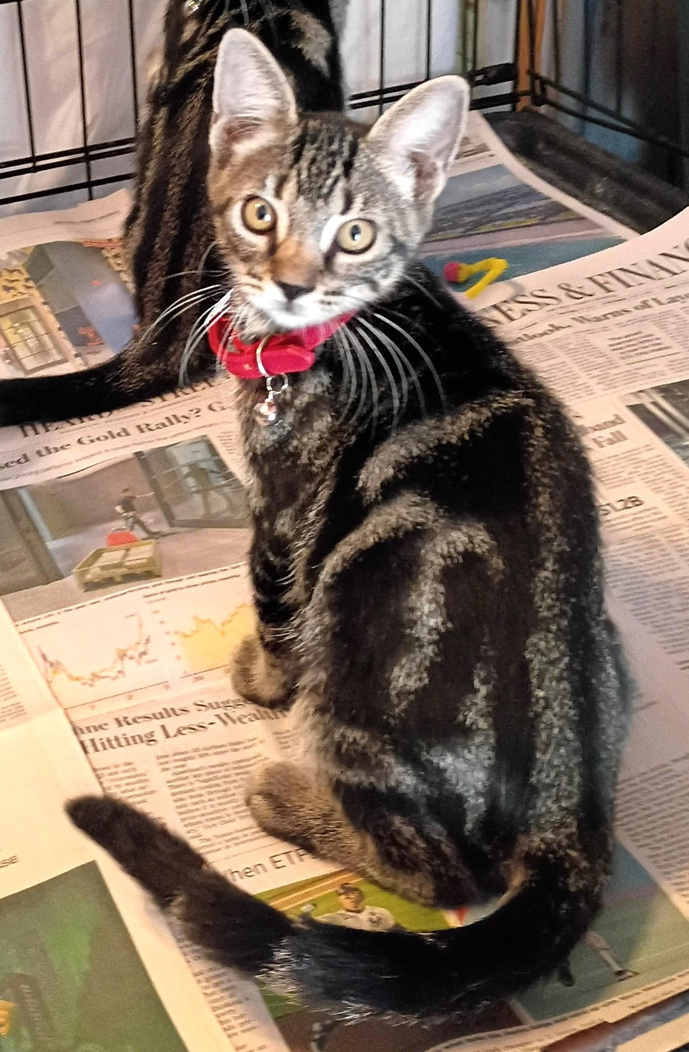 Enlarge ADOPTION EVENT Sunday November 8th, 1130 am The Pet Works, Olympia, WA, a Adoptable Mixed Breed in Olympia, WA image 6/6