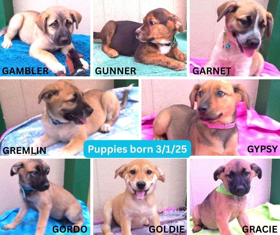 ADOPTION EVENT next one is Sun Aug 10th, The Pet Works Olympia, 1130am
