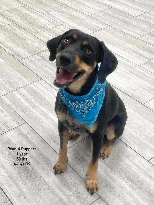 Enlarge ADOPTION EVENT Sunday November 8th, 1130 am The Pet Works, Olympia, WA, a Adoptable Mixed Breed in Olympia, WA image 3/6