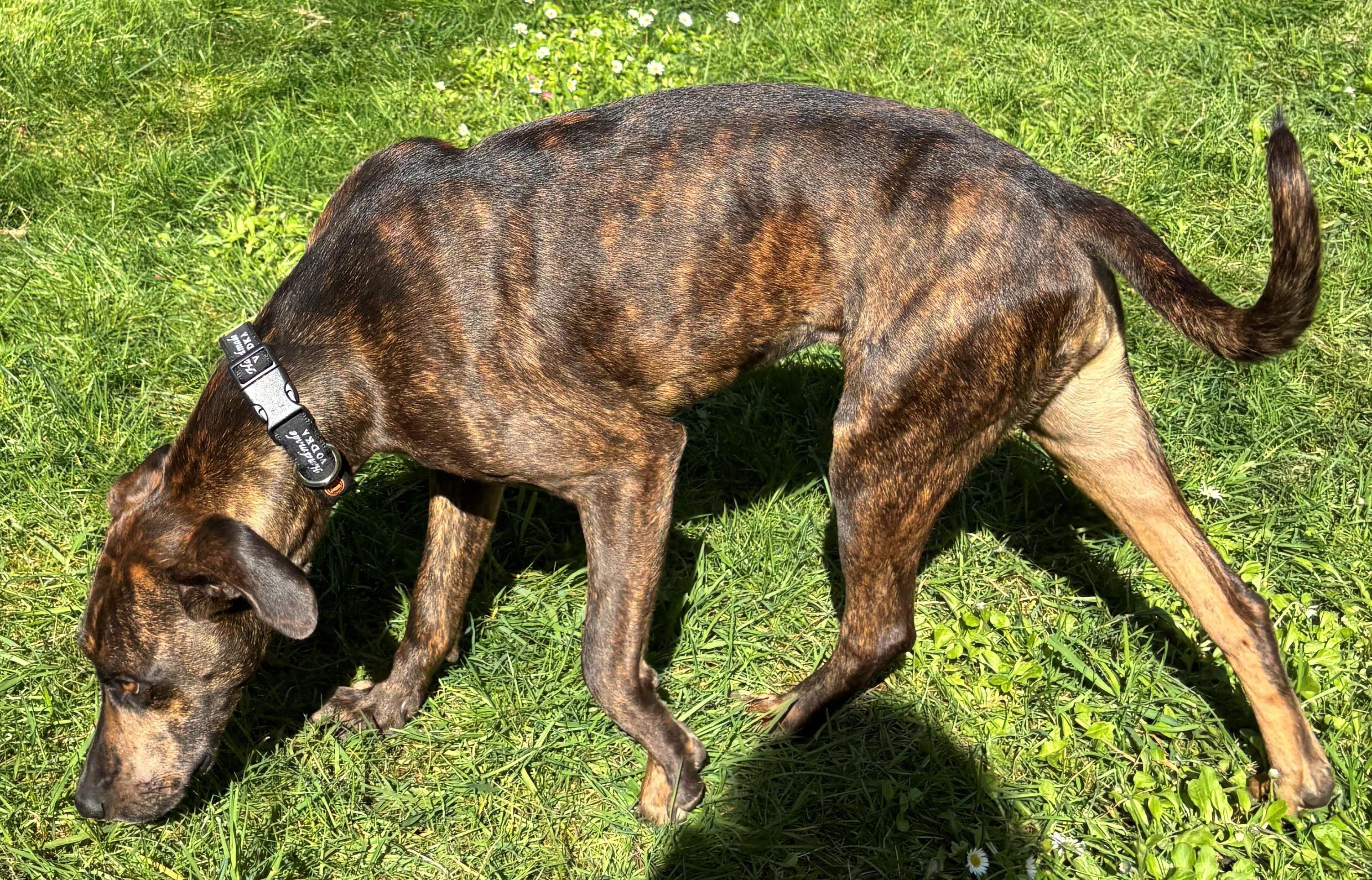 Enlarge ADOPTION EVENT Sunday April 12 The Pet Works , Olympia, WA 1130 am, a Adoptable Mixed Breed in Olympia, WA image 6/6