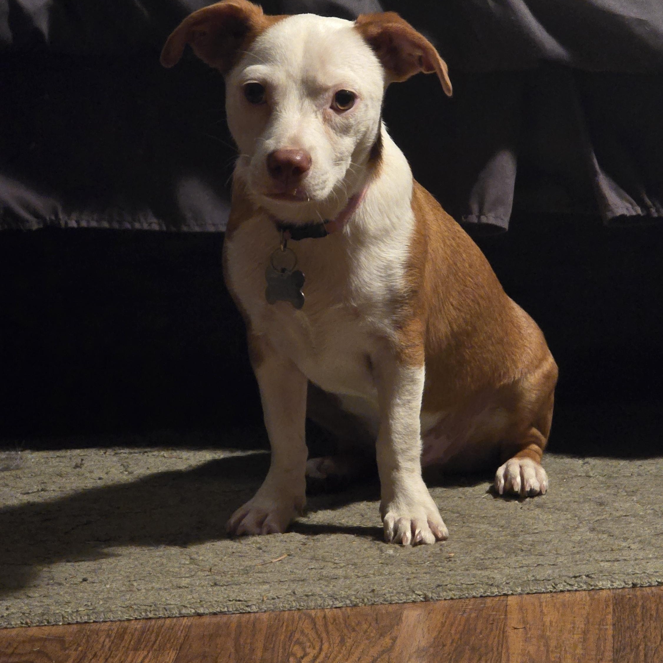 Enlarge ADOPTION EVENT Sat 10/10 tractor supply 2pm/Sun 10/11, 1130 am The Pet Works, Olympia, WA, a Adoptable Mixed Breed in Olympia, WA image 5/6