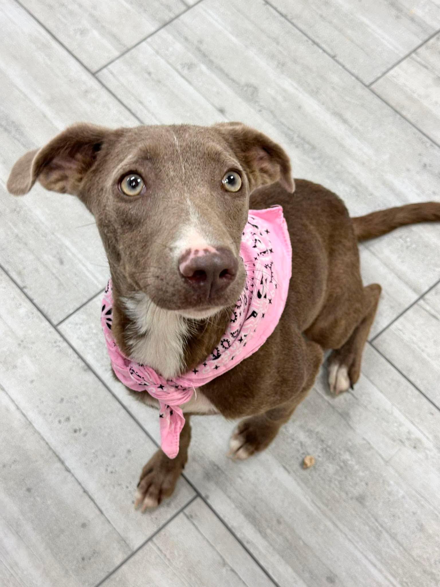 Enlarge ADOPTION EVENT Sunday Sept 13th, 1130 am The Pet Works, Olympia, WA, a Adoptable Mixed Breed in Olympia, WA image 2/5