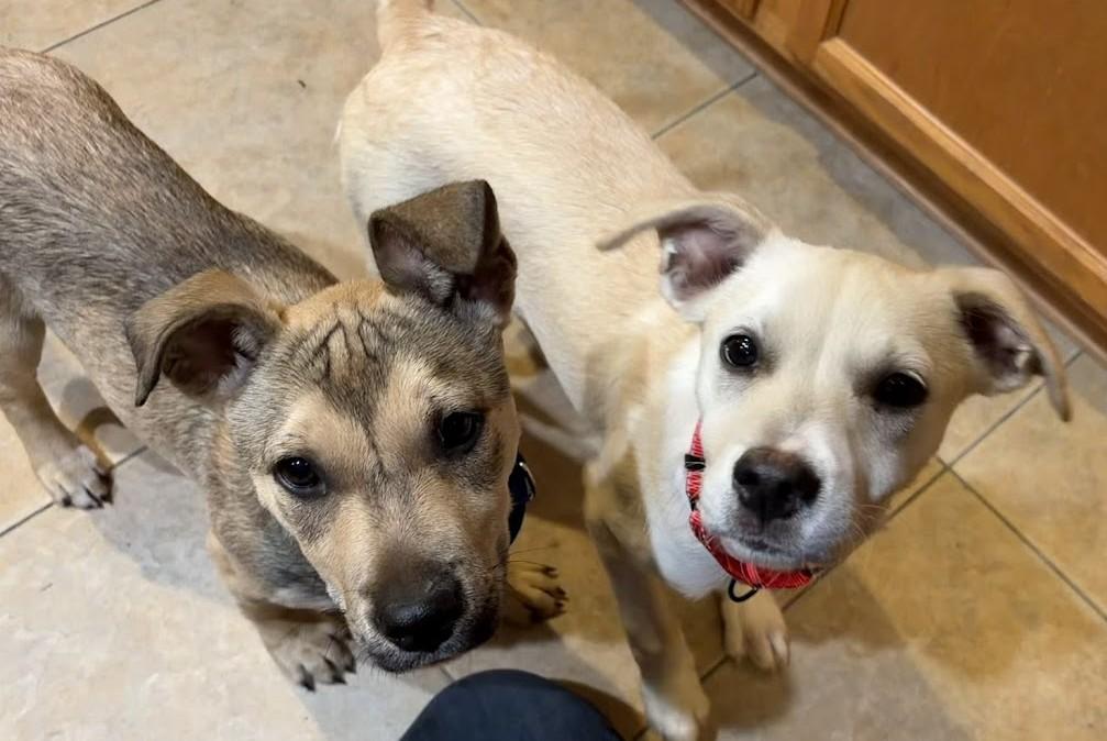 Enlarge ADOPTION EVENT Sunday April 12 The Pet Works , Olympia, WA 1130 am, a Adoptable Mixed Breed in Olympia, WA image 3/6