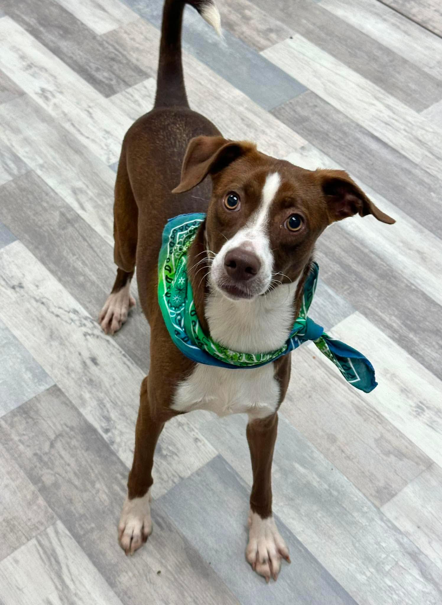 Enlarge ADOPTION EVENT Sunday Aug 9th The Pet Works, Olympia, WA 1130 am, a Adoptable Mixed Breed in Olympia, WA image 3/6