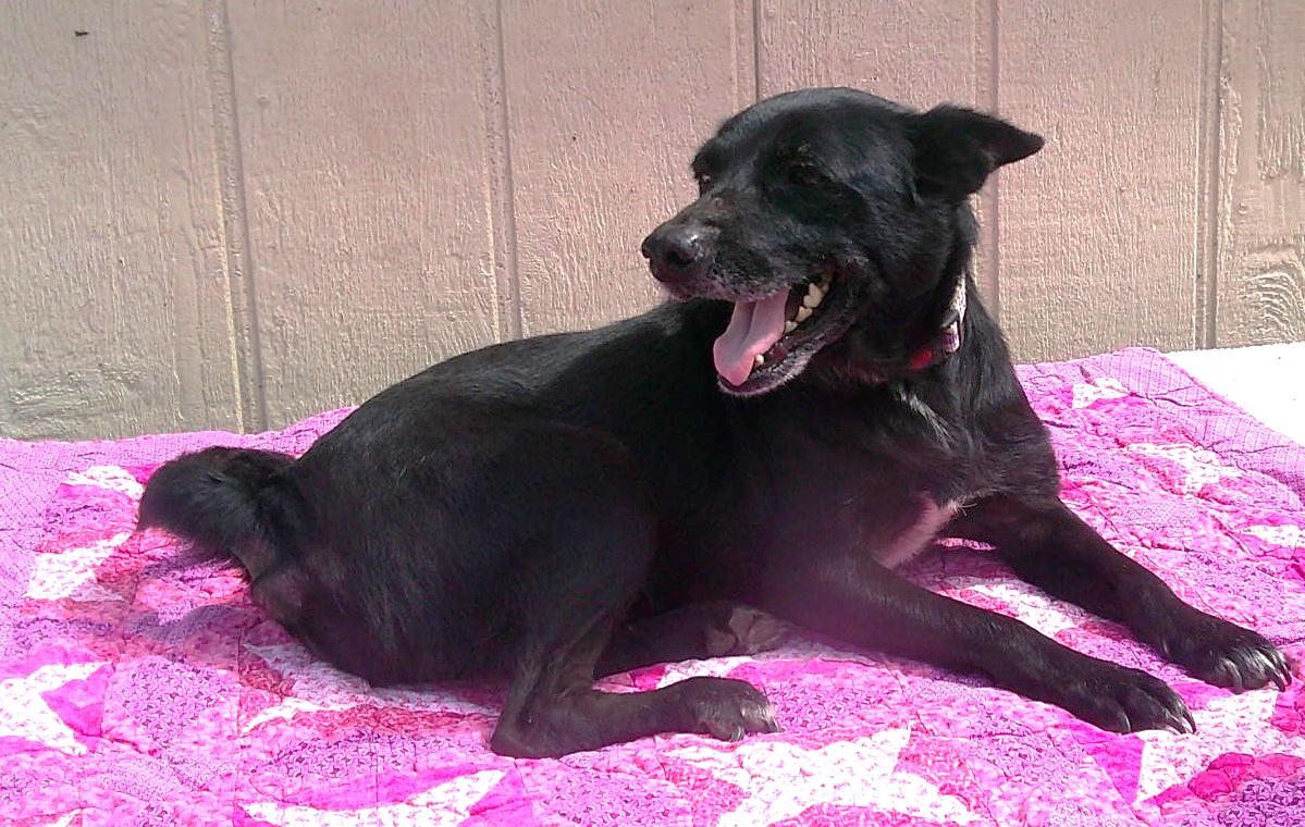 Enlarge ADOPTION EVENT Sunday November 8th, 1130 am The Pet Works, Olympia, WA, a Adoptable Mixed Breed in Olympia, WA image 2/6