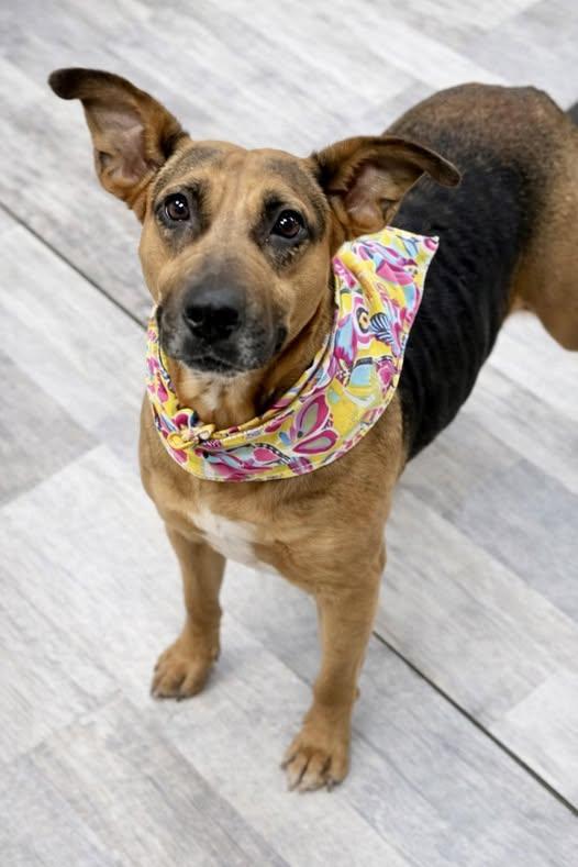 ADOPTION EVENT Sunday April 12 The Pet Works , Olympia, WA 1130 am, Adoptable, Young Female Mixed Breed.