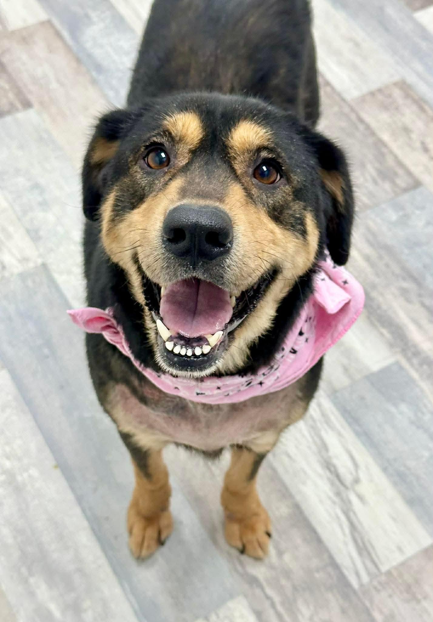 ADOPTION EVENT Sat May 30th 2pm Tractor Supply, Martin Way, Olympia, WA, a Adoptable Mixed Breed in Olympia, WA image 3/4
