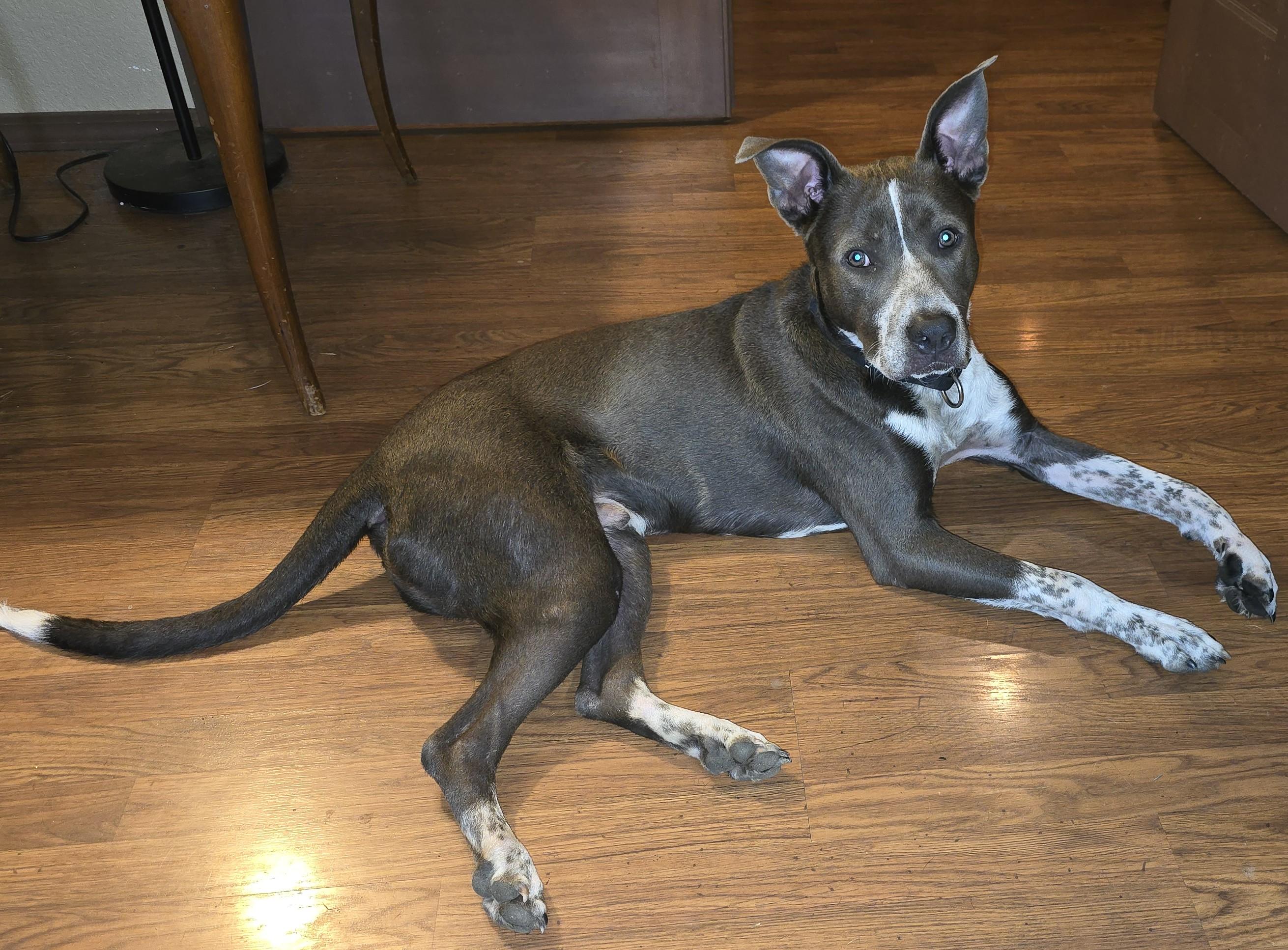 Enlarge ADOPTION EVENT Sunday April 12 The Pet Works , Olympia, WA 1130 am, a Adoptable Mixed Breed in Olympia, WA image 4/6