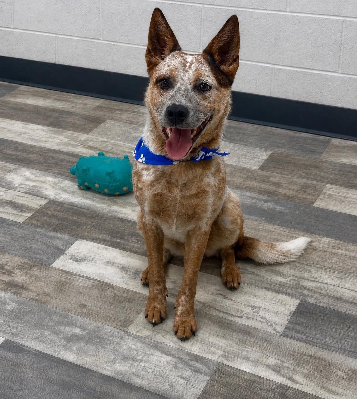 Enlarge ADOPTION EVENT Sunday Aug 9th The Pet Works, Olympia, WA 1130 am, a Adoptable Mixed Breed in Olympia, WA image 4/6