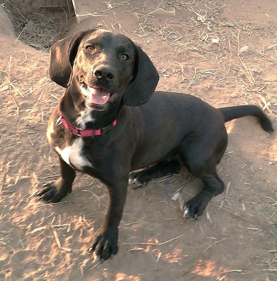 Enlarge ADOPTION EVENT Sunday Jan 11th 1130am Pet Works Olympia, WA, a Adoptable Mixed Breed in Olympia, WA image 5/6