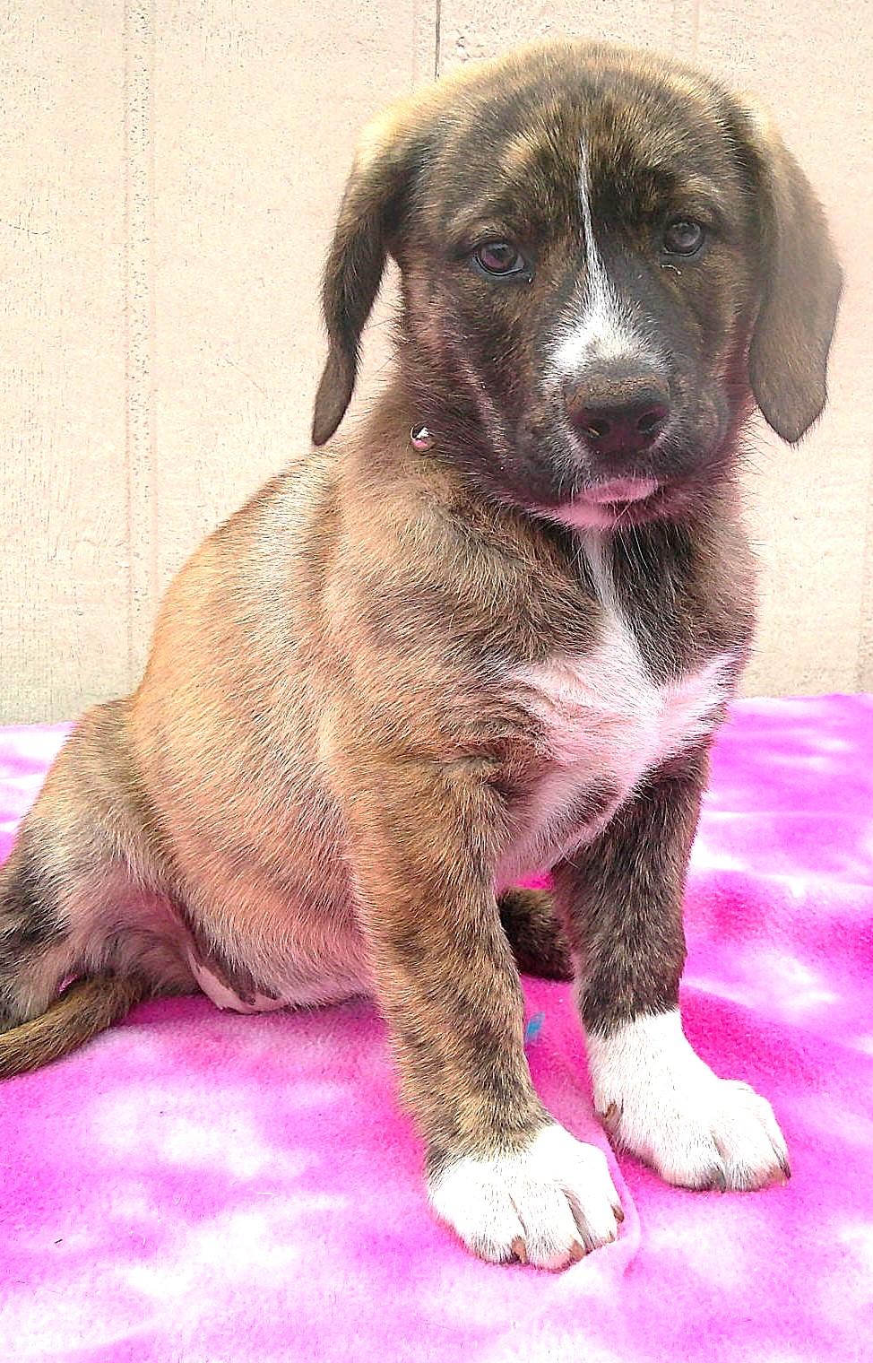 Enlarge ADOPTION EVENT Sunday April 12 The Pet Works , Olympia, WA 1130 am, a Adoptable Mixed Breed in Olympia, WA image 2/6