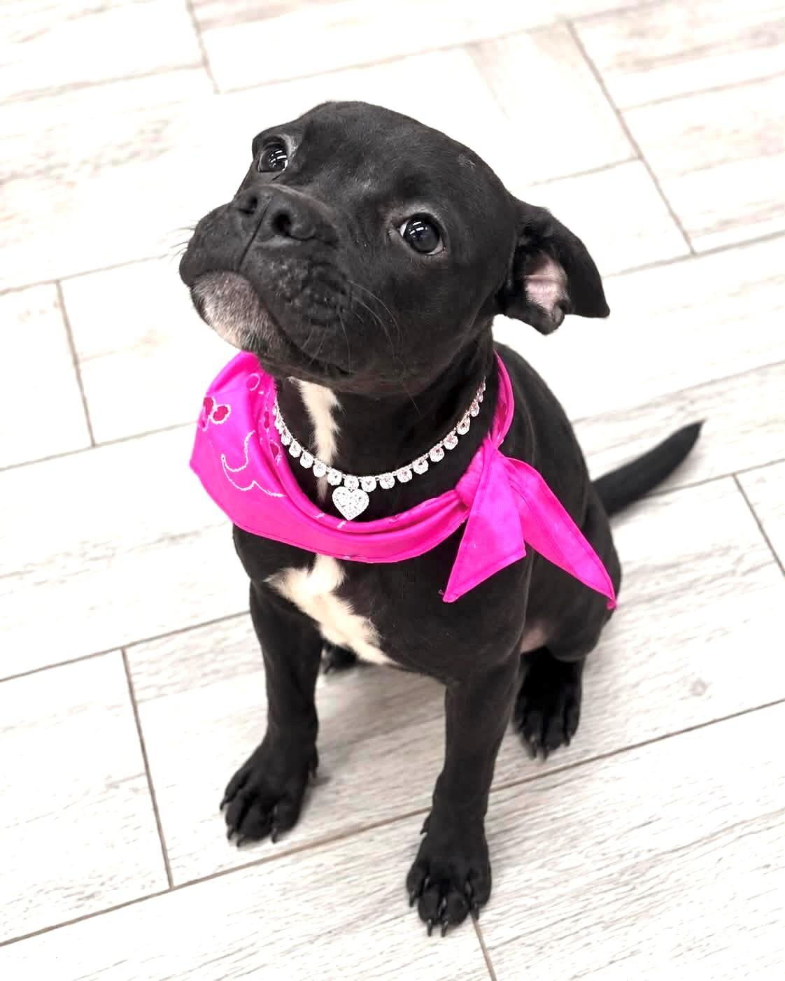 Enlarge ADOPTION EVENT Sat 10/10 tractor supply 2pm/Sun 10/11, 1130 am The Pet Works, Olympia, WA, a Adoptable Mixed Breed in Olympia, WA image 3/6