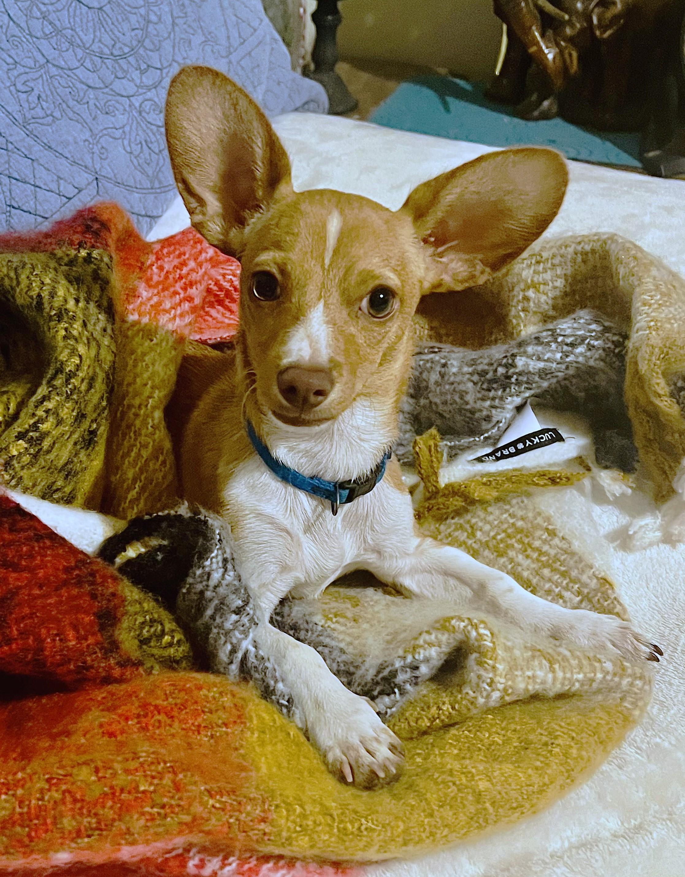 ADOPTION EVENT Dec 14 1130 am The Pet Works, Olympia, WA, Adoptable, Young Female Mixed Breed.