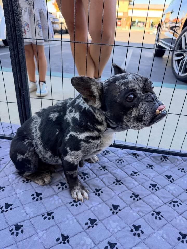 Enlarge Rosie, a Adoptable French Bulldog in Penryn, CA image 5/6