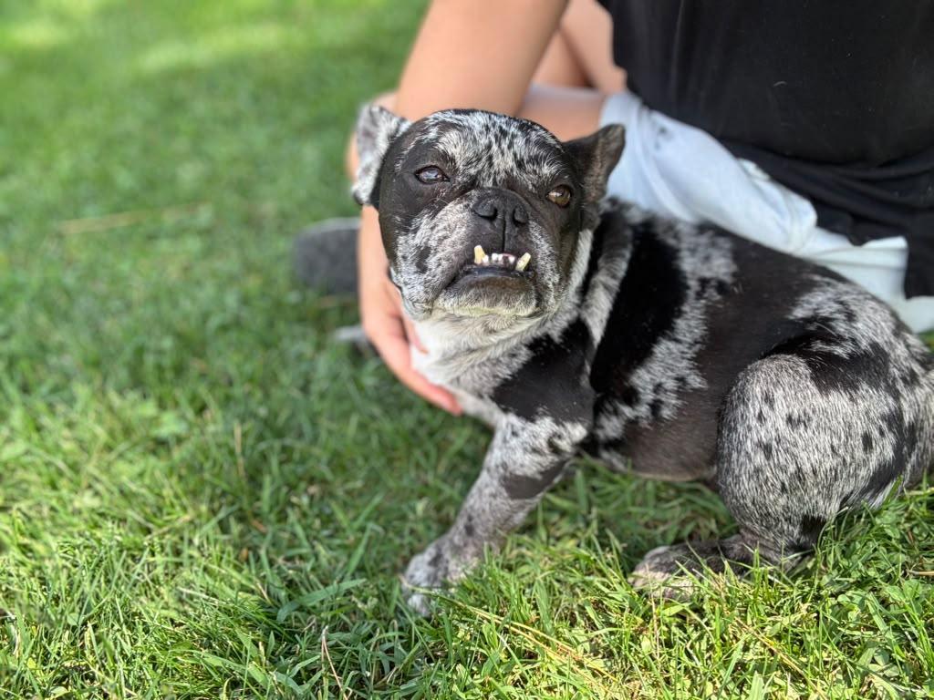 Enlarge Rosie, a Adoptable French Bulldog in Penryn, CA image 2/6