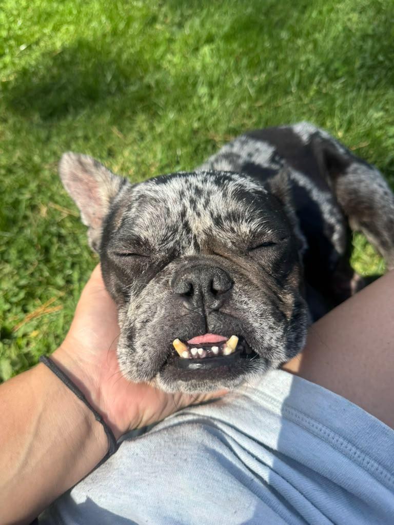 Rosie, Adoptable, Adult Female French Bulldog.