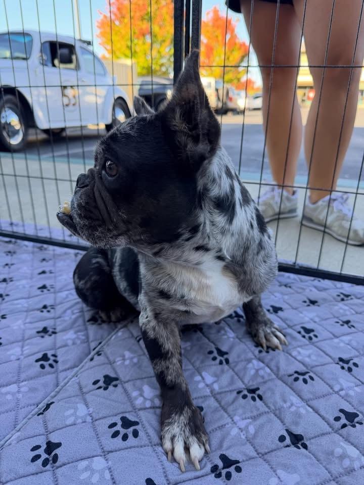 Enlarge Rosie, a Adoptable French Bulldog in Penryn, CA image 6/6