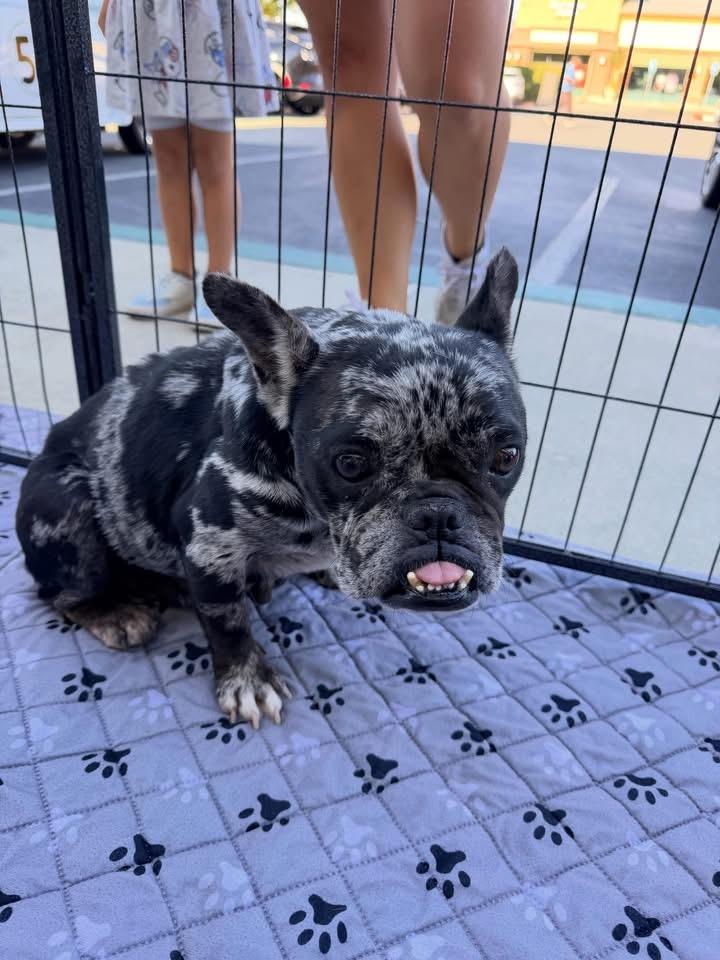 Enlarge Rosie, a Adoptable French Bulldog in Penryn, CA image 4/6