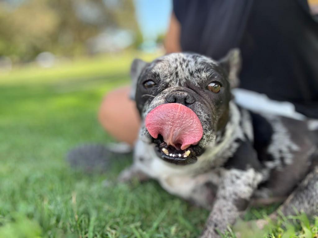 Enlarge Rosie, a Adoptable French Bulldog in Penryn, CA image 3/6