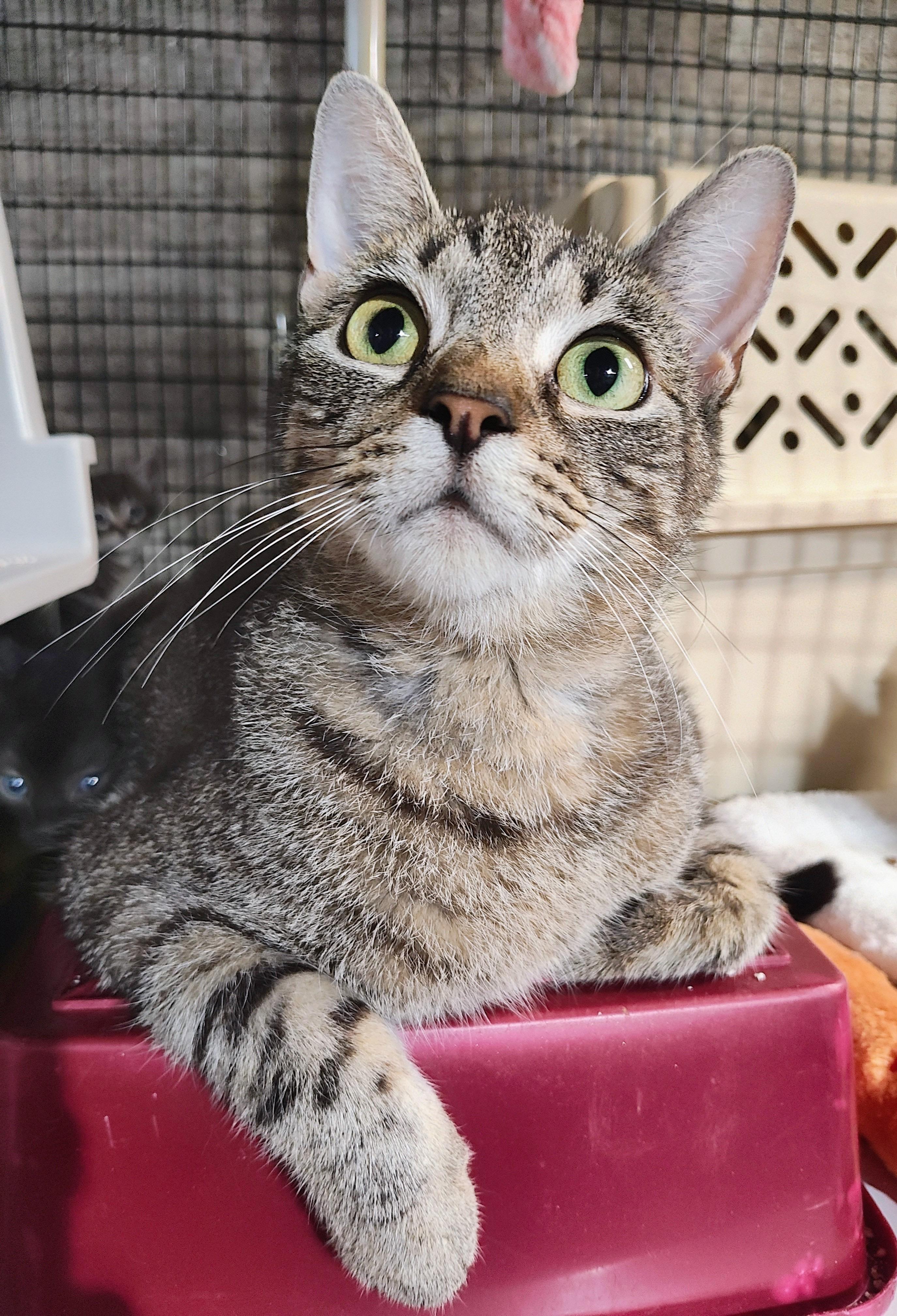 May May, Adoptable, Young Female Domestic Short Hair.