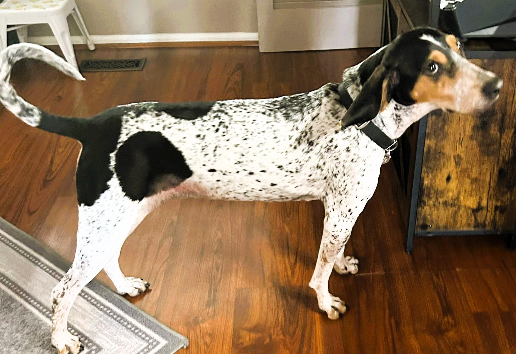 Enlarge Carina, a Adopted mixed breed in Westampton, NJ image 3/6